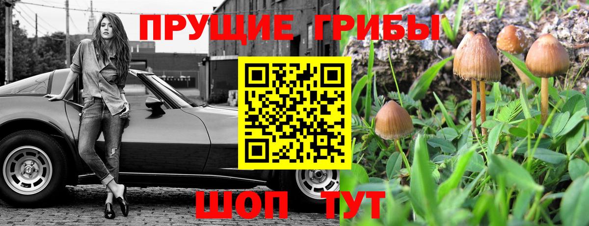 Благовещенск  Псилоцибиновые грибы Psilocybine cubensis  Вход с VPN 